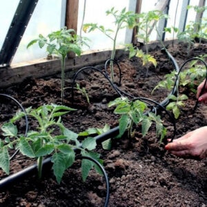 Grohus bevattningskit. Bild på tomatplantering med droppspjuten sätts till planornas rotsystem.